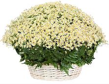 Цветочная композиция из Ромашки в корзине #REPLACE_PRED# Глазуновке